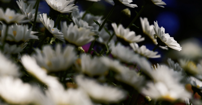 Individual Psychotherapy